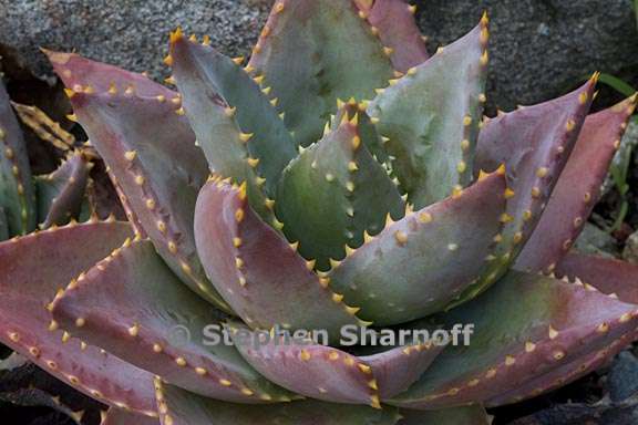 aloe perfoliata 2 graphic